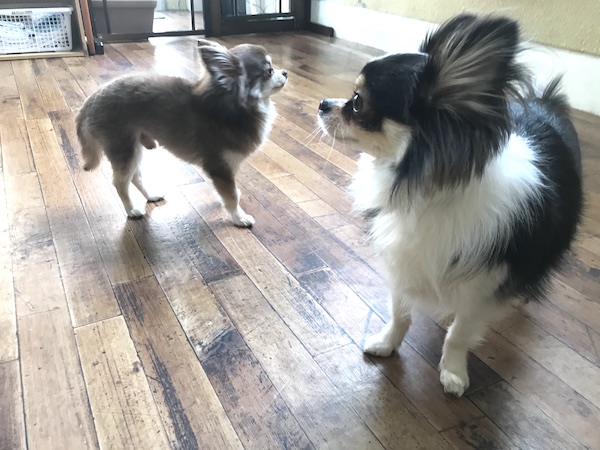 ３月１８日の幼稚園 預かりレッスン の様子 チワワのちくわくんが朝からおやつを食べおもちゃでも遊んでいます 大阪で唯一 怖がり犬 専門の幼稚園 訪問しつけはsmart Dogへ