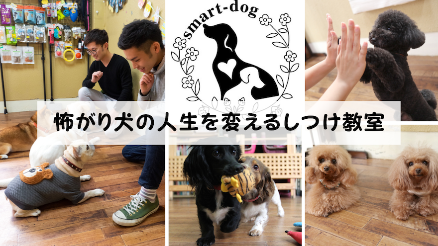 大阪で唯一！怖がり犬専門の幼稚園・訪問しつけはsmart-dogへ